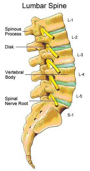lumbar spine diagram